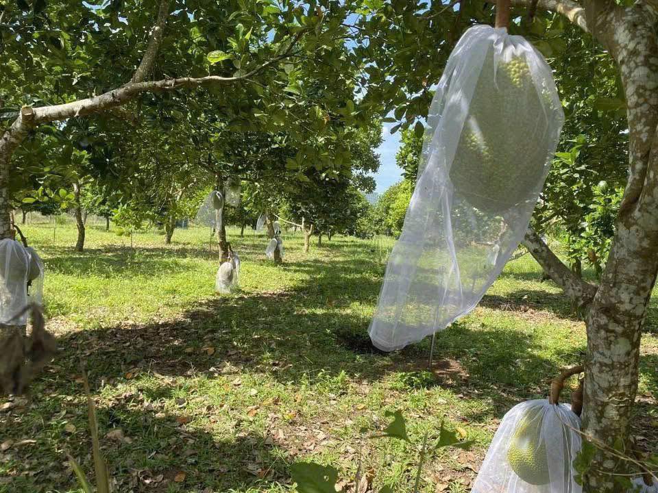 ???? BÁN GẤP LÔ ĐẤT GIÁ CHỈ 290 TRIỆU ????