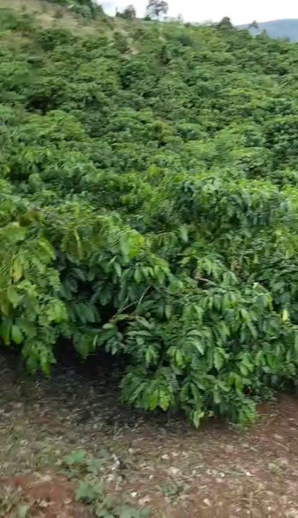 CHÍNH CHỦ CẦN BÁN GẤP LÔ ĐẤT CÓ VỊ TRÍ ĐẸP TÂN THANH  - HUYỆN LÂM HÀ   - TỈNH LÂM ĐỒNG