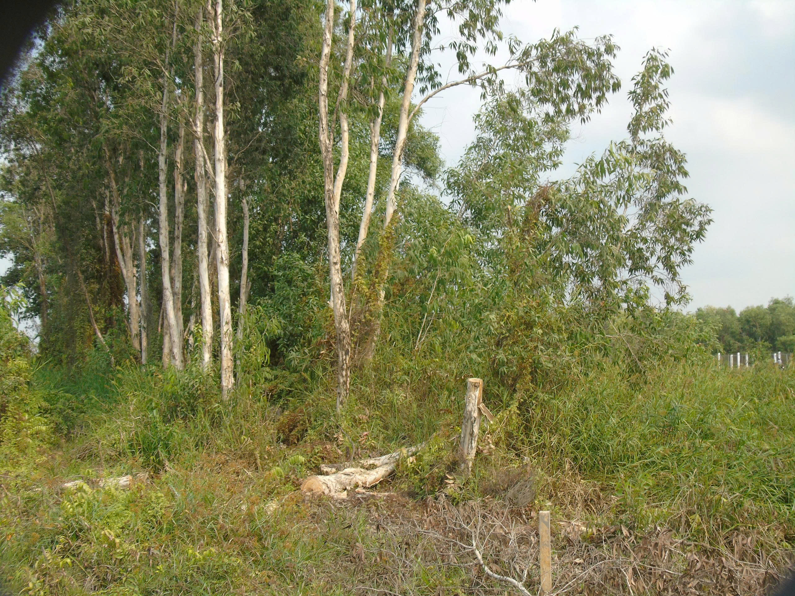 BÁN KHU TRANG TRẠI 5 NGÀN M2.TÂN THÔNG HỘI- CỦ CHI