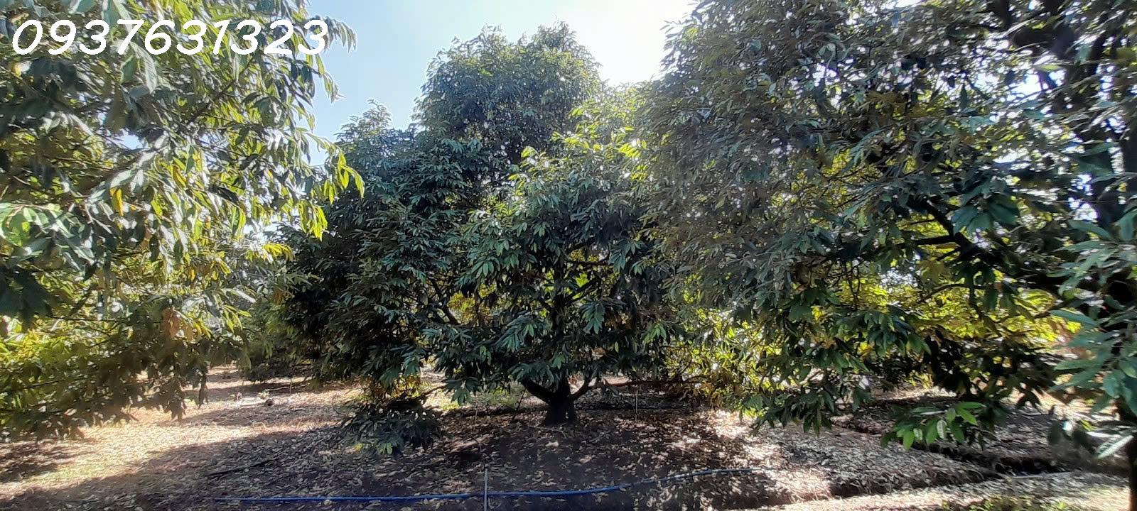Chính Chủ Cần Bán: Vườn Sầu Riêng Musang King Đang Thu Hoạch – Bến Cầu, Tây Ninh