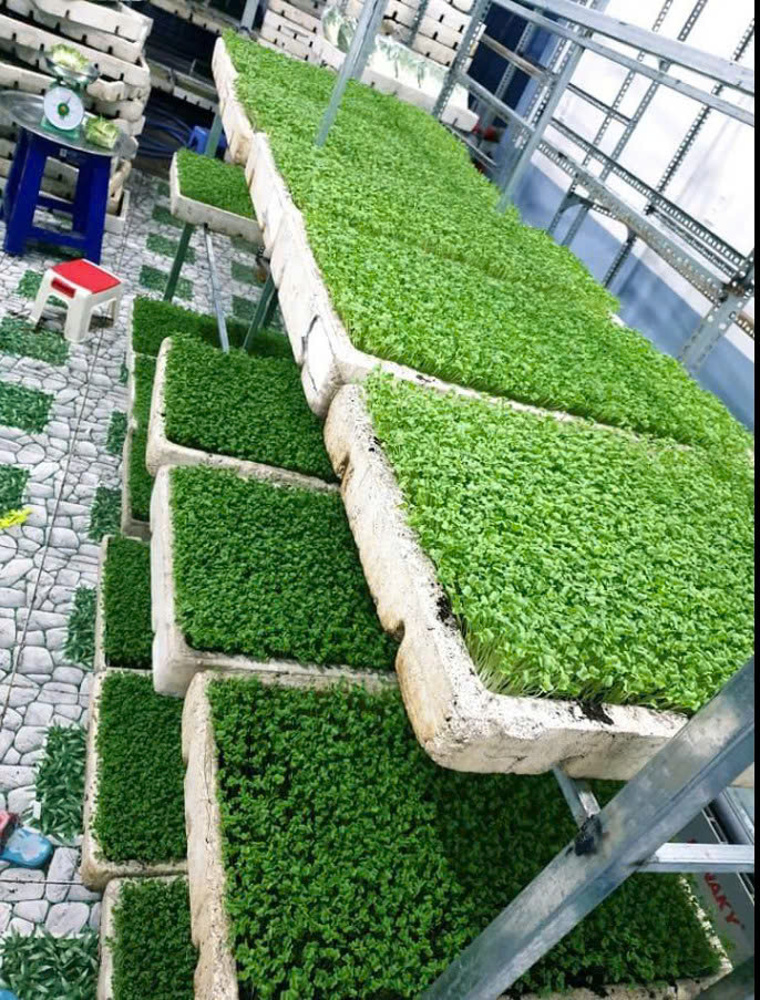Cần sang lại mô hình trồng rau mầm hữu cơ tại Hòa Khánh, Đà Nẵng