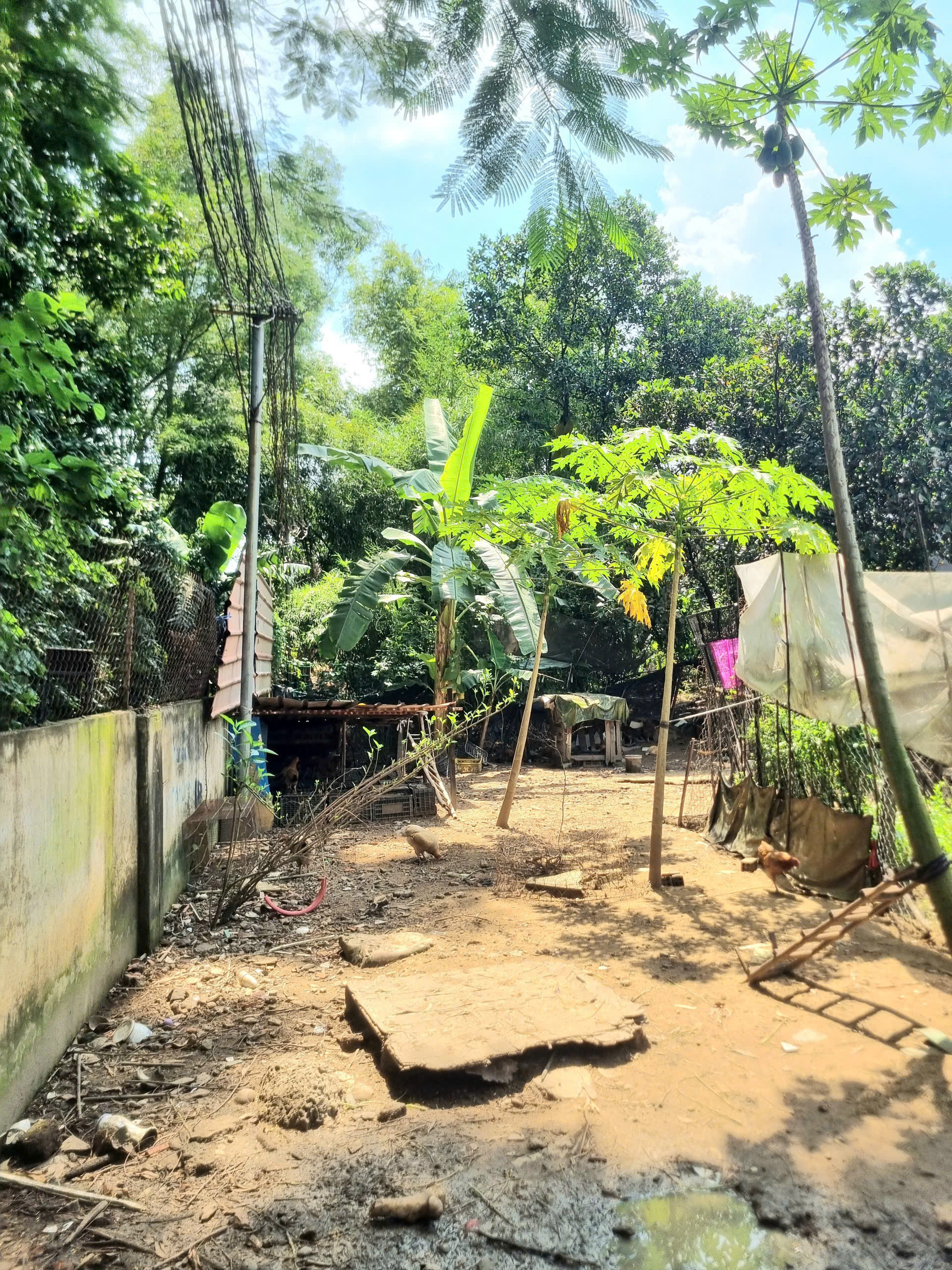 Bán đất 79m² Dĩ An, SHR thổ cư,đường xe hơi,gần chợ Phú An,giá cực kì rẻ