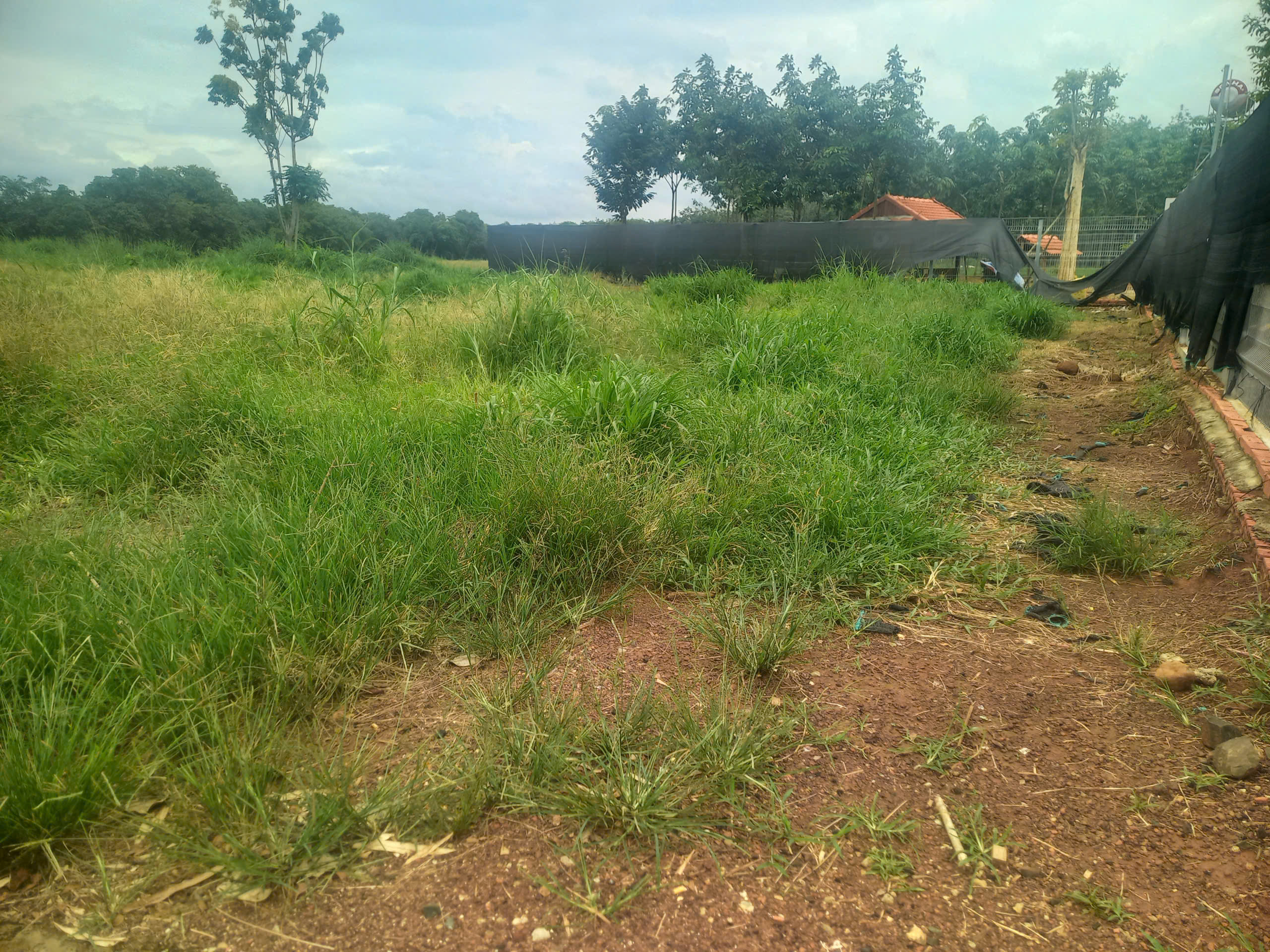 Bán đất ngang 5 dài 50, giá 1 triệu 2 /m2, nằm ngay KCN Long Hà